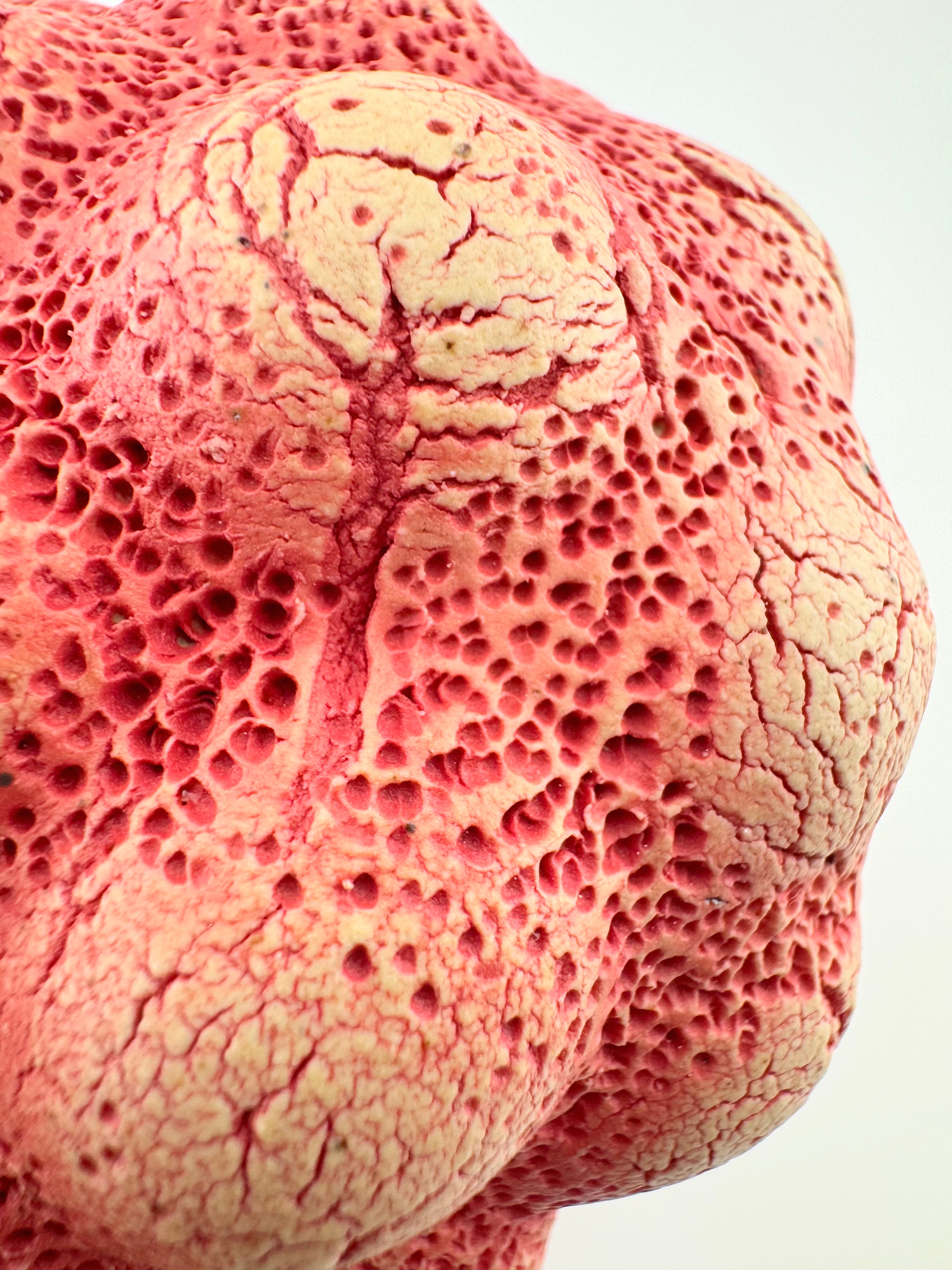 Pócaí, by Sinéad Boyle