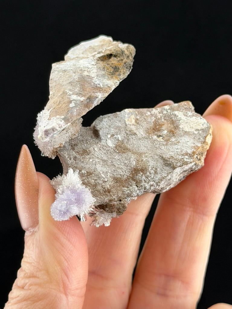 Purple Creedite, Guizhou, China