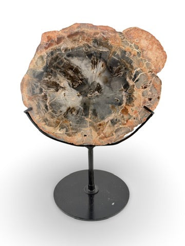 Petrified Wood