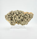 Gilded Bloom Pyrite
