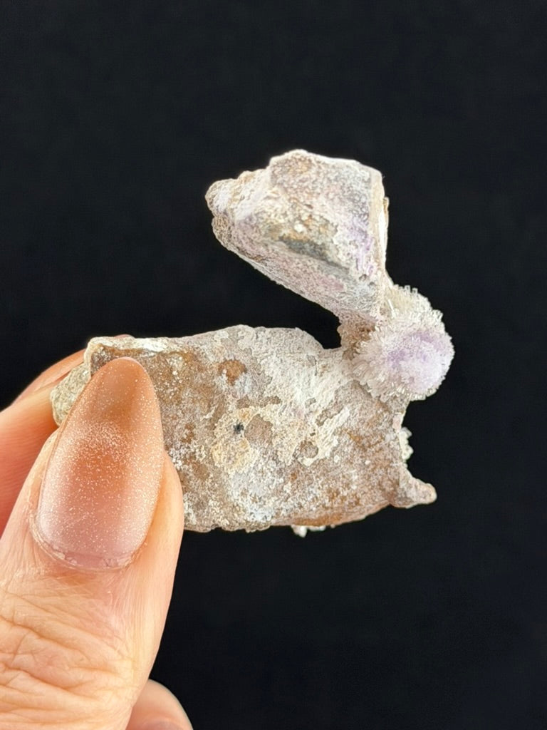 Purple Creedite, Guizhou, China