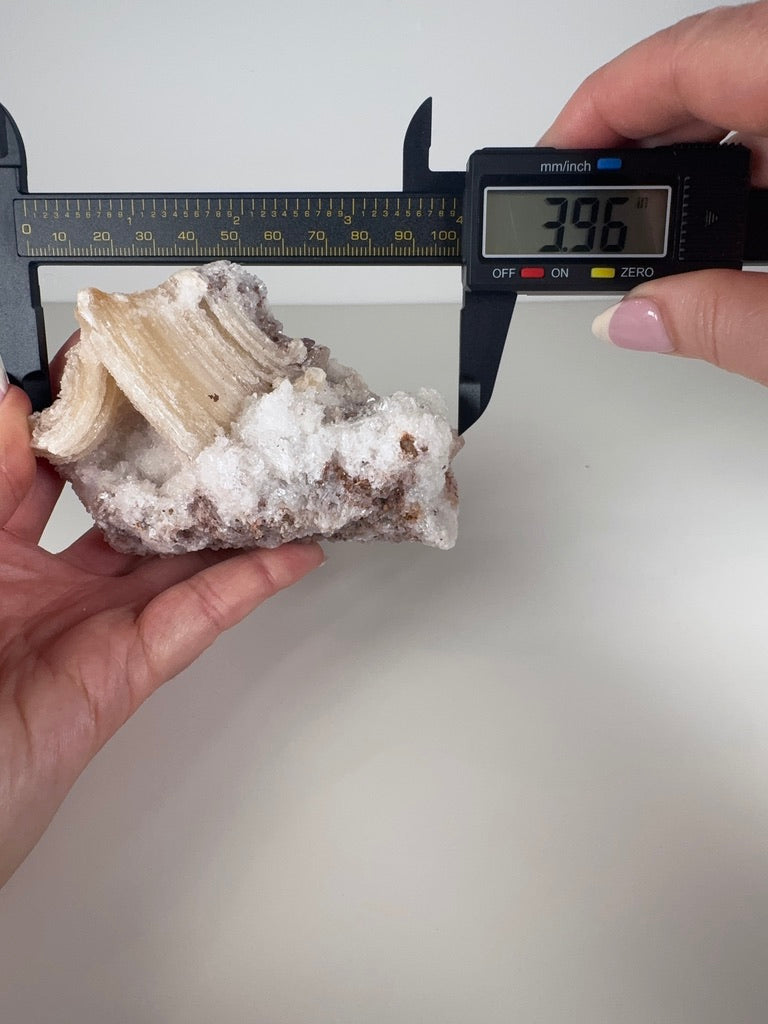Rams Horn Selenite Specimen
