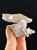 Purple Creedite, Guizhou, China