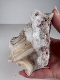 Rams Horn Selenite Specimen