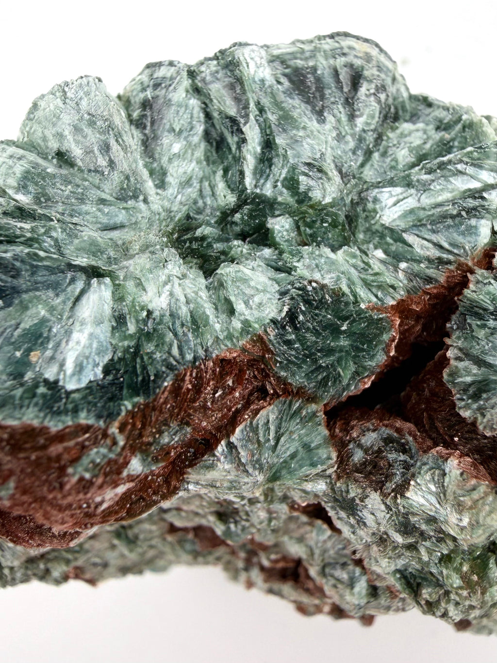 Seraphinite Bloom