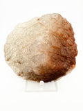Flowstone Sunset Benz Calcite