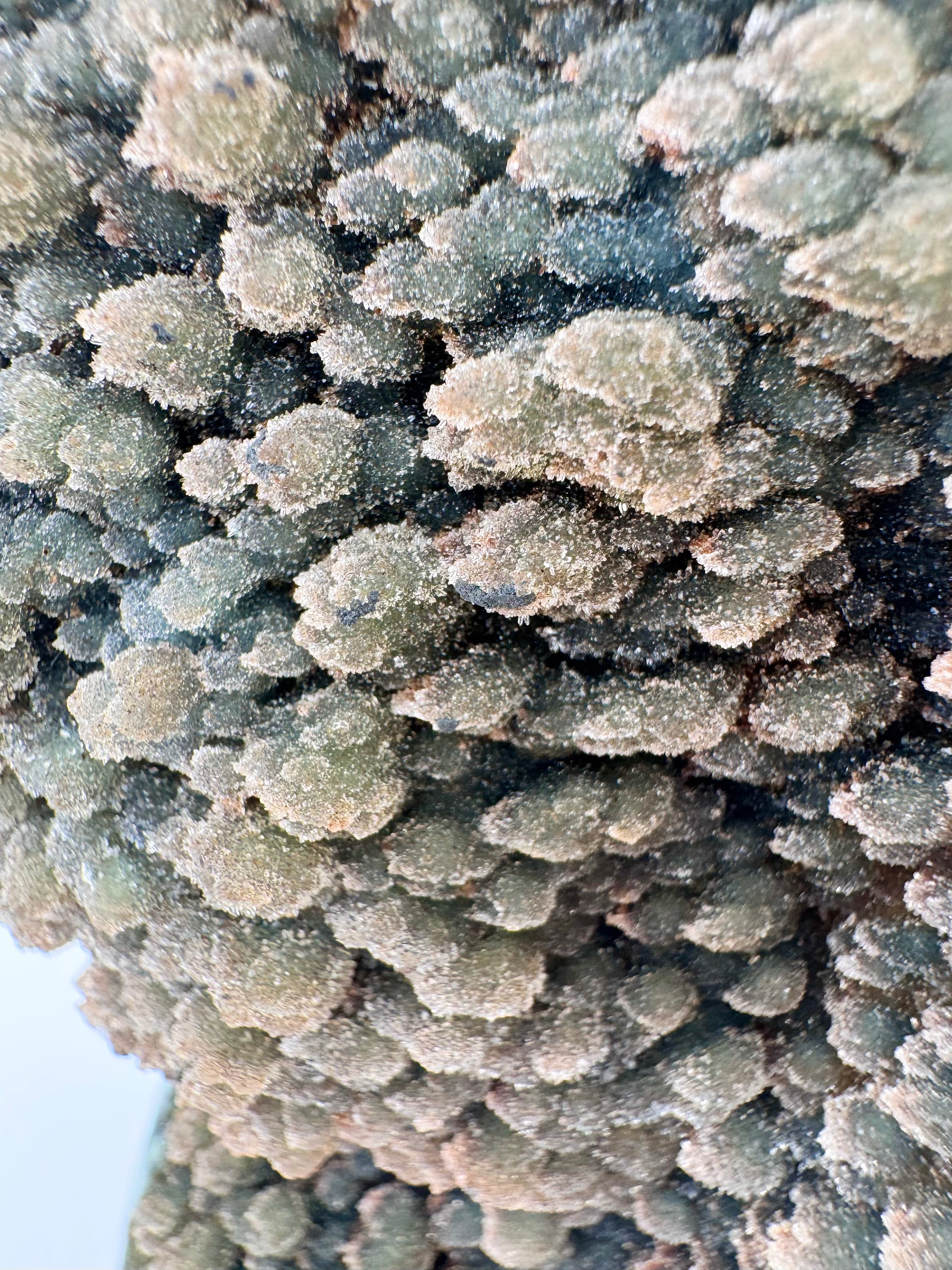 Green and Red Amethyst from Brazil