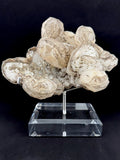 "Cookies and Cream" calcite cluster, Fujian, China