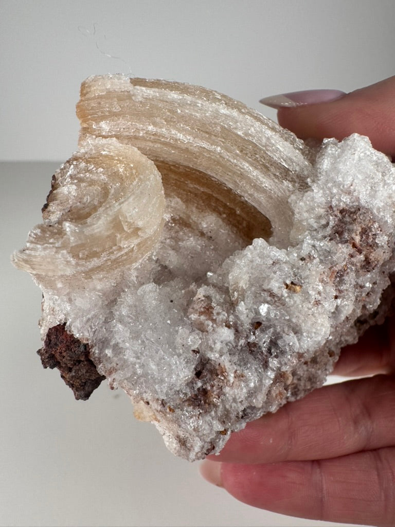 Rams Horn Selenite Specimen