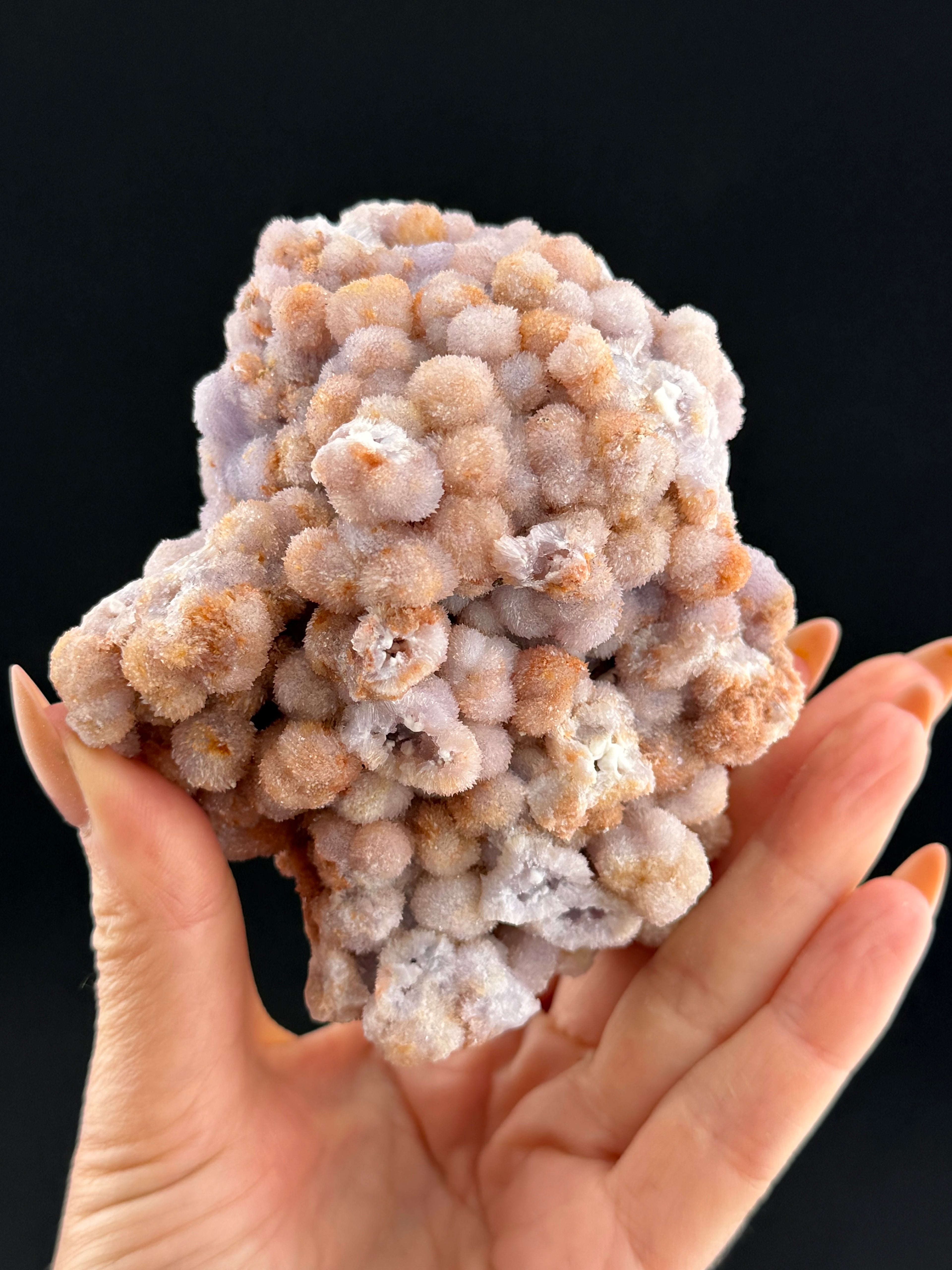 Purple Creedite, Guizhou, China