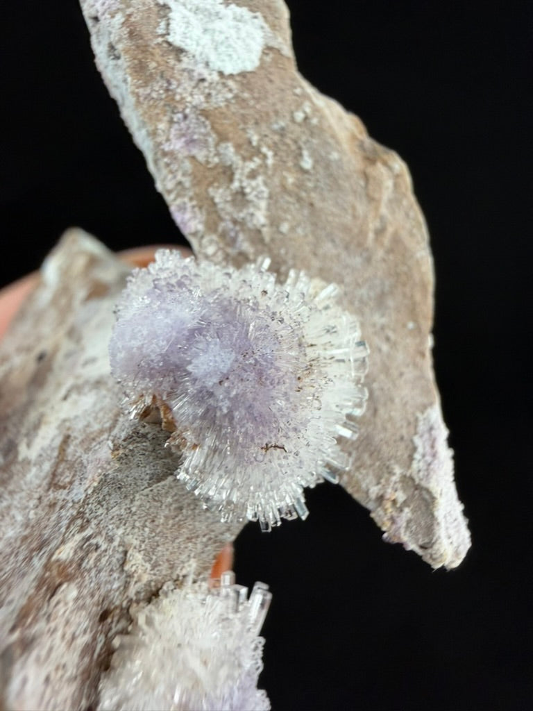 Purple Creedite, Guizhou, China