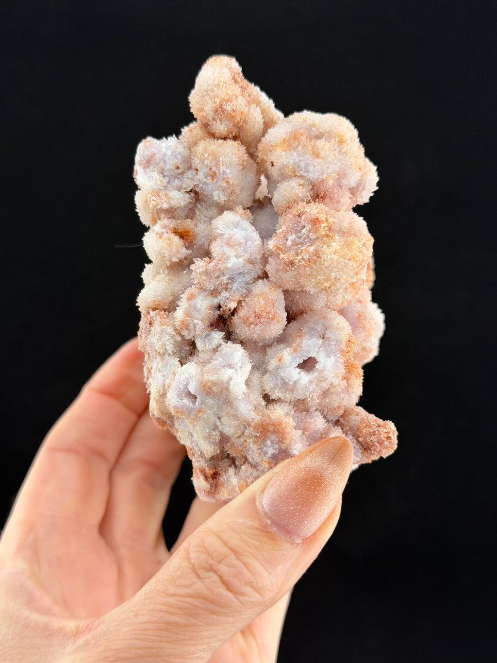 Purple Creedite, Guizhou, China