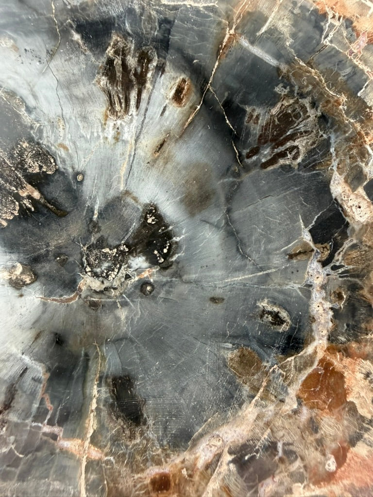 Petrified Wood