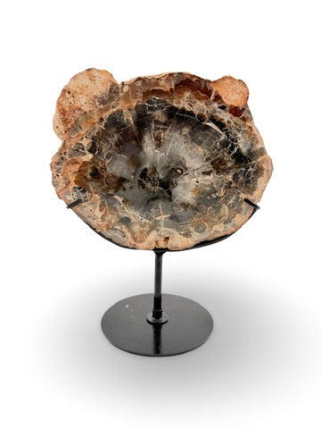 Petrified Wood