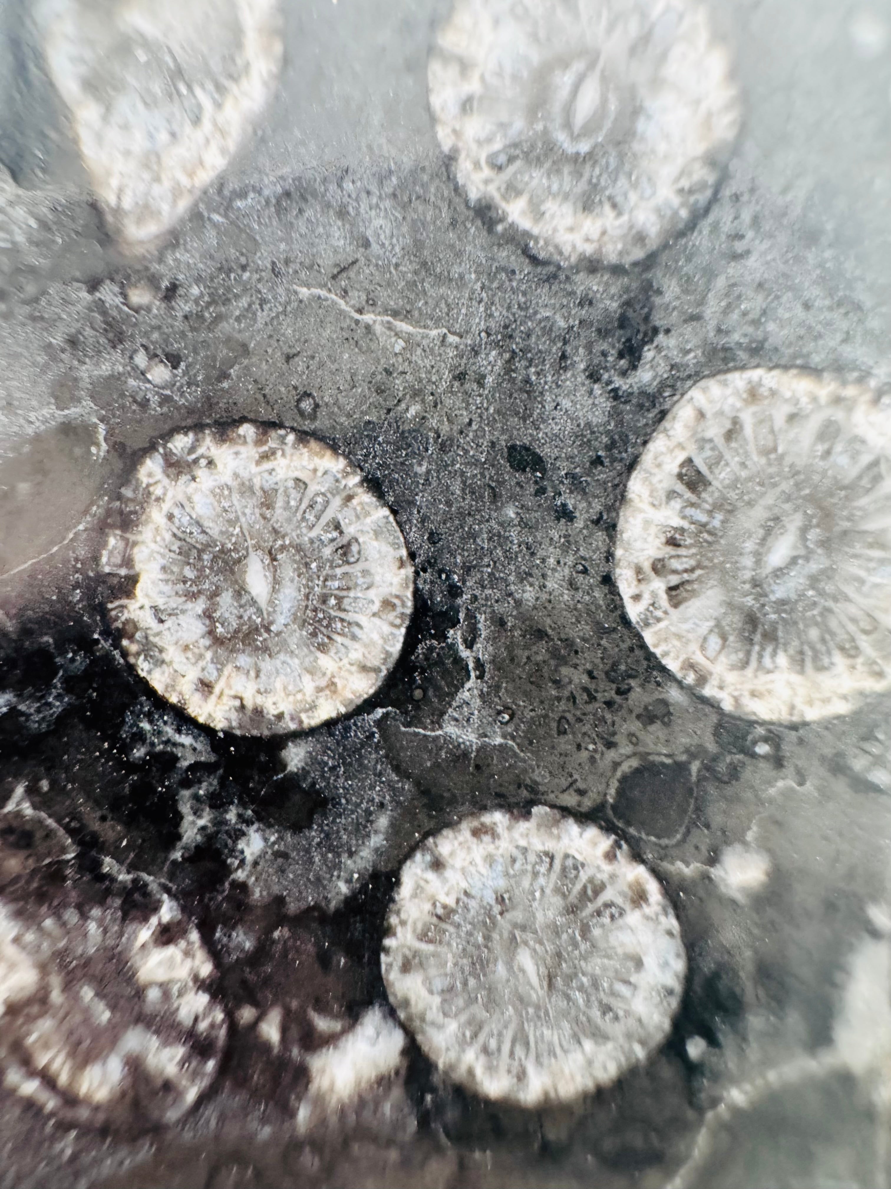 Black Coral Jade Freeform