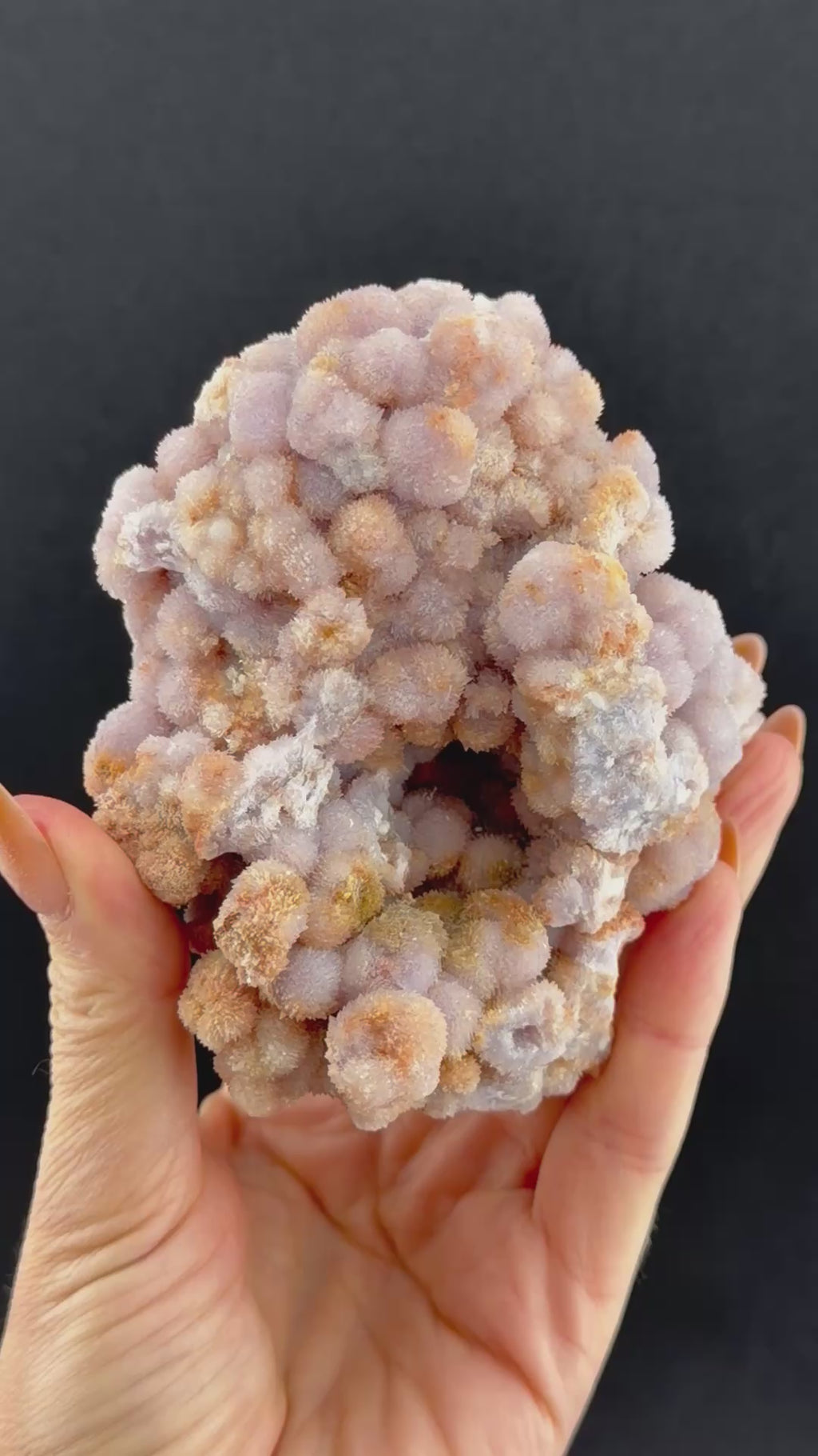 Purple Creedite, Guizhou, China