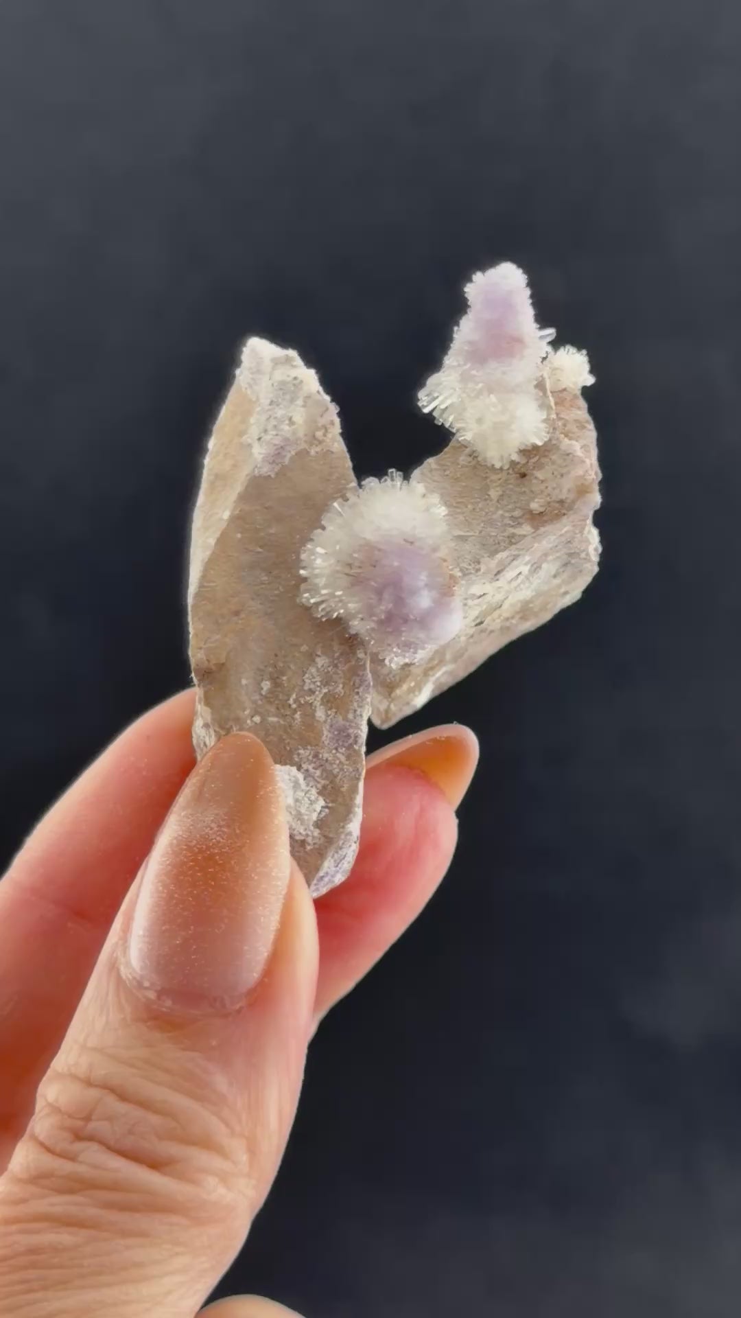 Purple Creedite, Guizhou, China